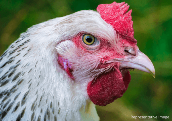 Visakhapatnam Police Register FIR for Biting Off Hen’s Head During a Dance Performance