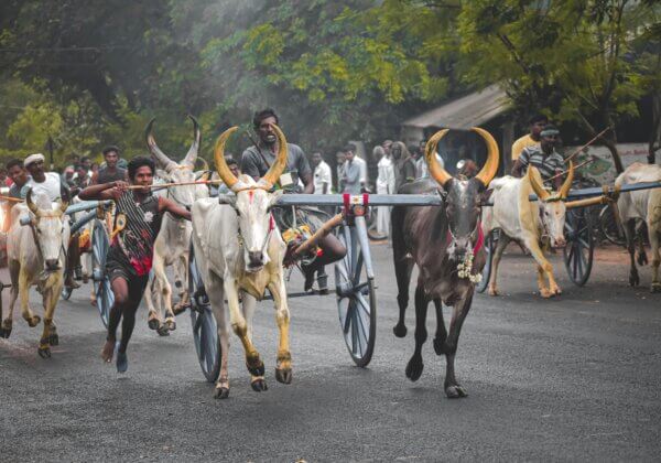 Victory: Illegal Bull Cart Race Prevented in Ludhiana Following PETA India’s Complaint