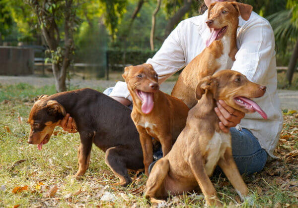 From a Busy Highway to Your Heart: Adopt These Adorable Pups Today