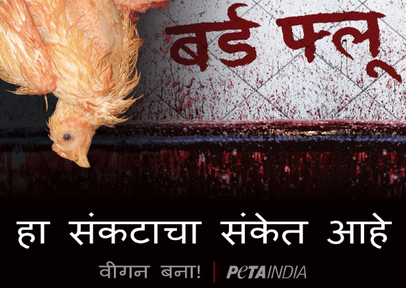 नागपुर के पशुपालन विभाग और मुर्गीपालन उद्योग ने बर्ड फ्लू से संबंधित चेतावनी को दबाने की कोशिश करी