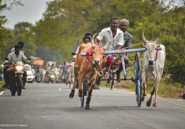 Victory: Three Illegal Bullock Cart Races Called Off in Ludhiana After PETA India Complaint