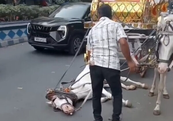 FIR Registered in Kolkata as Carriage Horse Collapses; PETA India Urges Use  of Electric Vehicles
