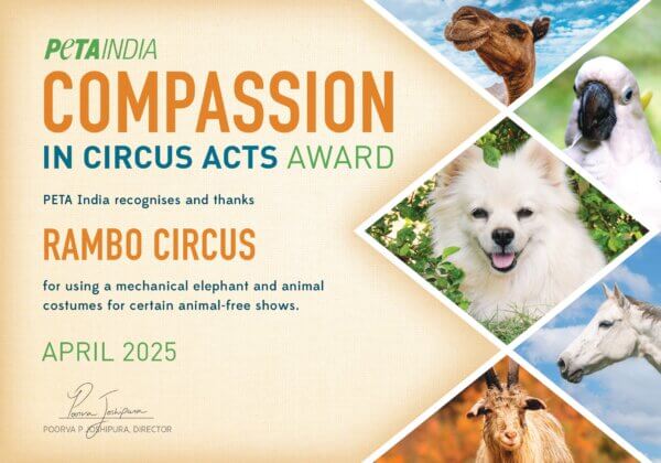 Rambo Circus Wins PETA India Award for Introducing Robotic Elephant