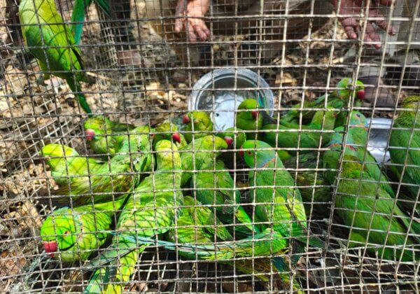 Roorkee: 34 Parakeets Rescued, 2 Arrested in Raid Following PETA India’s Tip-Off