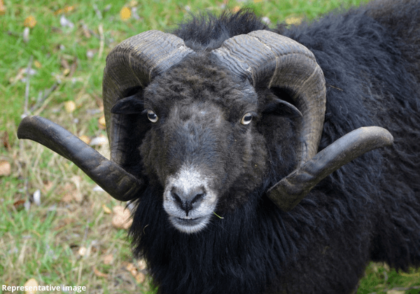 Illegal Ram Fight Cancelled in Belagavi Following PETA India Intervention