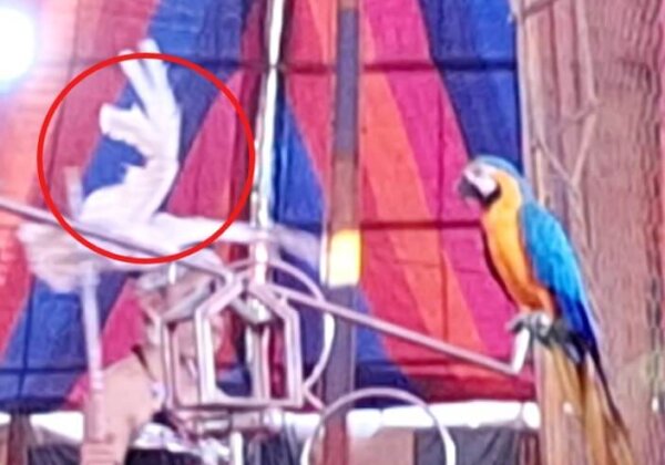 रुड़की: PETA इंडिया की शिकायत पर एशियाड सर्कस के खिलाफ पक्षियों के पंख काटने के मामले में FIR दर्ज