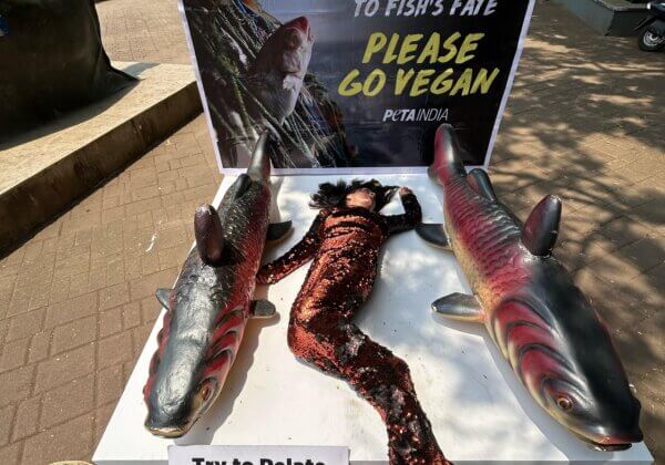 PETA India Supporter Takes a Fish’s Place and Urges Goans to Go Vegan