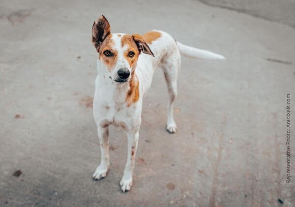 Chennai Police Register FIR Against Man for Beating a Dog to Death at Army Quarters, Pallavaram