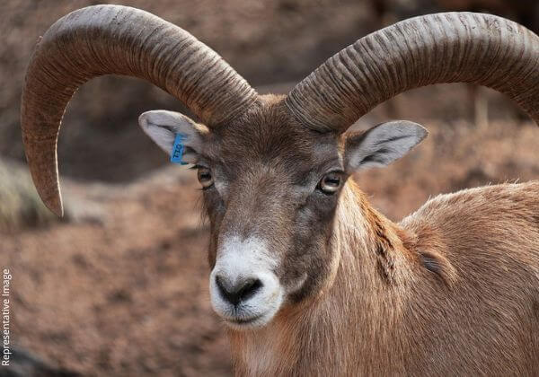 विजय: PETA इंडिया की शिकायत पर कोल्हापुर में अवैध मेंढ़ा लड़ाई रोकी गई