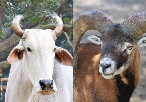 जीत: PETA इंडिया की शिकायत पर बेलगावी, धारवाड़ और बागलकोट में आठ अवैध मेंढ़ा लड़ाइयाँ और पाँच बैलगाड़ी दौड़ें रोकी गईं