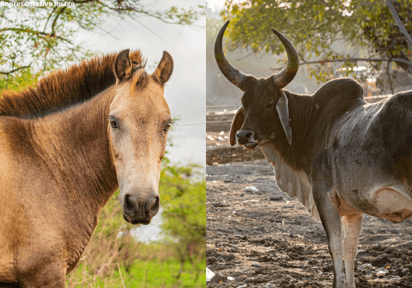 Ahilyanagar: Illegal Bullock Cart and Horse Race Prevented Following PETA India Complaint.