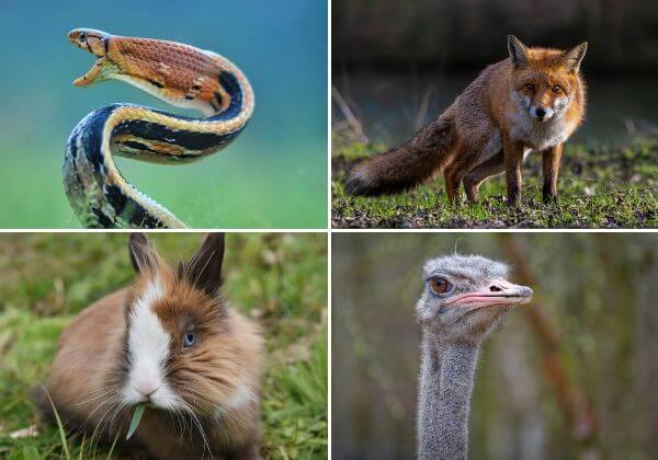 Victory! SHEIN Bans Fur, Wild-Animal Skins, and Exotic Feathers After Push From PETA US