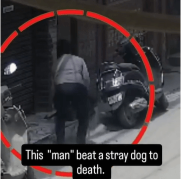 Delhi: FIR Registered for Beating Dog to Death, Following PETA India Intervention