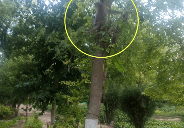 Mathura Forest Division Registers Preliminary Offense Report Over Illegally Confined Langur, Following PETA India Complaint