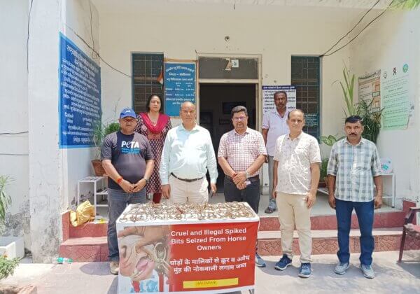 Haldwani: PETA India Displays Over 100 Spiked Bit Weapons Seized From Horse Owners With Animal Husbandry Department Support