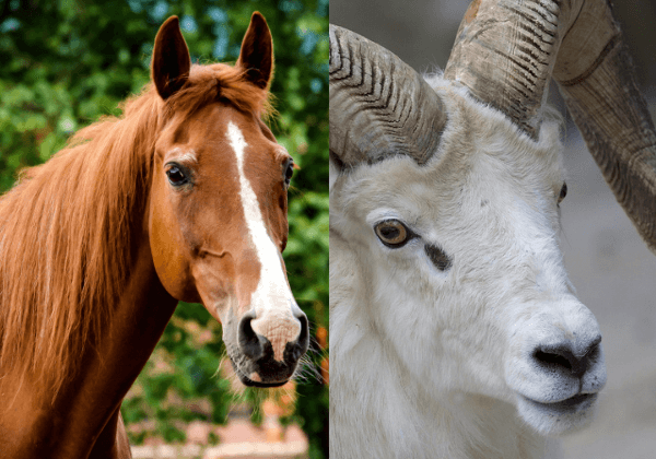 जीत: PETA इंडिया की शिकायत के बाद कोल्हापुर में दो अवैध घुड़दौड़ और एक मेढ़ा लड़ाई कार्यक्रम रोके गए