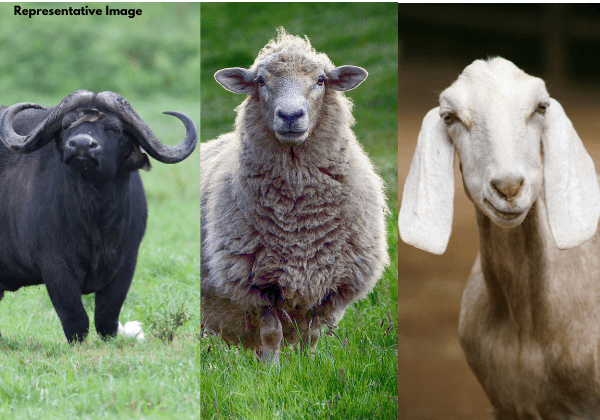 PETA इंडिया के हस्तक्षेप के बाद तुमकुरु ज़िले के दो मंदिरों में पशु बलि रोकी गई