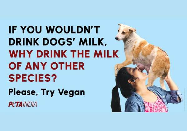 World Milk Day PETA India Billboard Asks “If You Wouldn’t Drink Dogs’ Milk, Why Drink The Milk Of Any Other Species?”