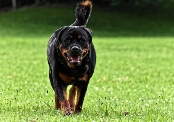 Rottweiler Kills Baby In Gujarat, PETA India Renews Call For State To Ban Foreign Dog Breeds Bred For Attack