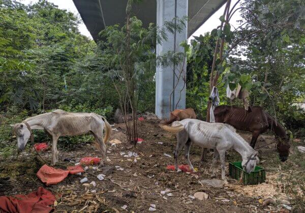 PETA इंडिया की शिकायत पर सेवरी पुलिस स्टेशन में FIR दर्ज, बेहद खराब हालत में पाए गए चार घोड़े जब्त
