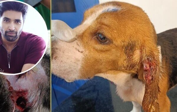 Award-Winning Actor and Director Adivi Sesh Urges Rescue of Beagles and Other Animals Bred and Poisoned by Telangana-Based Palamur Biosciences After PETA India Exposé