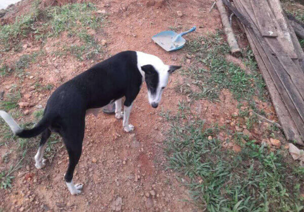 Udupi: FIR Registered for Killing a Dog, PETA India Offers Reward of Up to Rs. 50,000 for Information Leading to Arrest