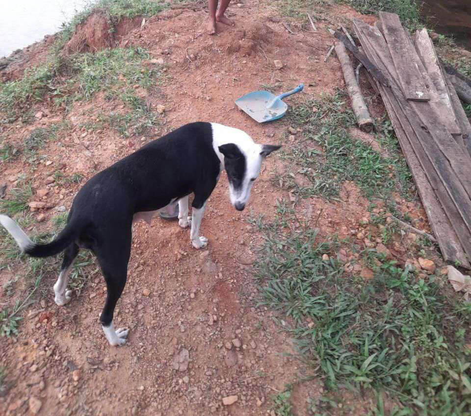 Udupi: FIR Registered for Killing a Dog, PETA India Offers Reward of Up to Rs. 50,000 for Information Leading to Arrest