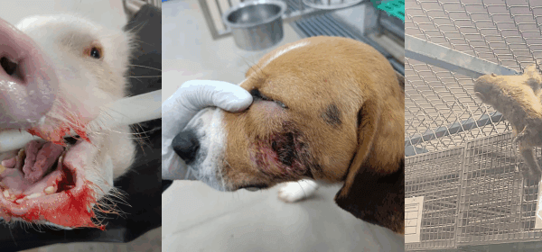 One of India’s Largest Contract Laboratories Exposed as House of Horrors