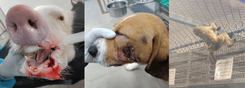 One of India’s Largest Contract Laboratories Exposed as House of Horrors