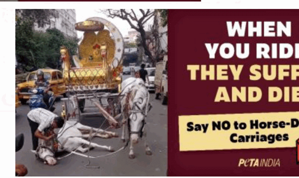 वायरल हुआ कोलकाता का बेहोश घोड़ा अब तक ज़ब्त नहीं, PETA इंडिया ने उठाया बिलबोर्ड अभियान के ज़रिए मुद्दा