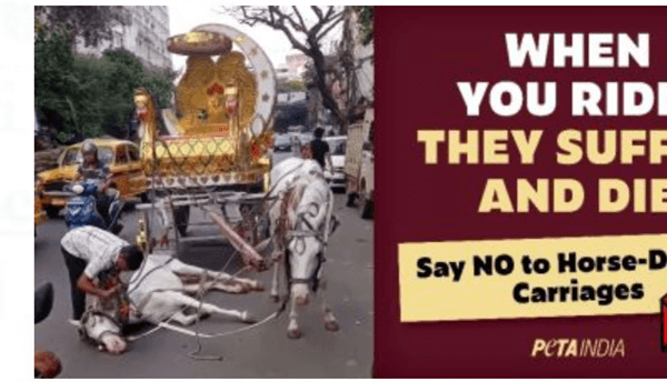 Viral Collapsed Horse Yet to be Seized by Kolkata Police Features on New PETA India Billboard Campaign