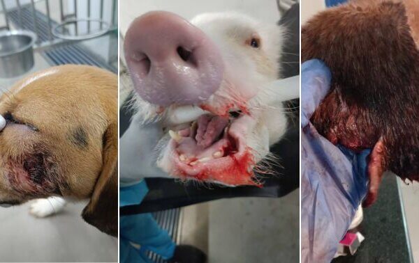 In Historic First, FIR Registered Against Animal Experimentation Laboratory—Palamur Biosciences—Following PETA India Complaint