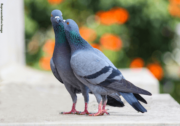 MAJOR CRACKDOWN: Over Thirty Illegal Pigeon—Kabutarbaazi—Race Events Stopped in Punjab, Haryana and Chandigarh After PETA India Complaints