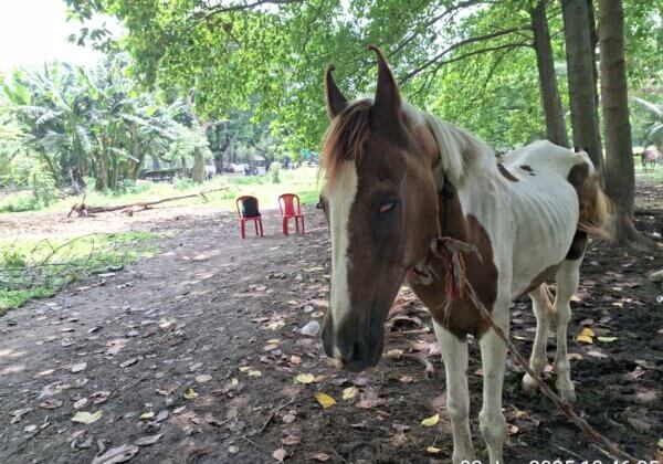 FIR Registered After Partially Blind Mare Rescued From Maidan, PETA India Says Enough is Enough