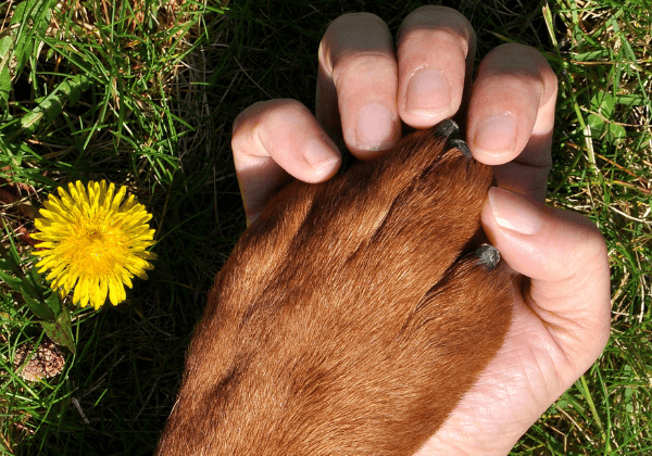 Volunteer for PETA India’s Cruelty Response Team to Help Animals in Need