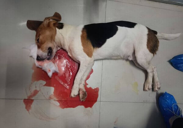 Immediate Removal and Rehabilitation of Over 1200 Animals at Palamur Biosciences Recommended by Central Government-Appointed Inspection Committee, PETA India Demands Urgent Enforcement