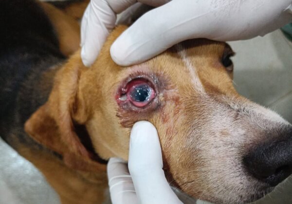 Delhi High Court Halts Palamur Biosciences From Procuring New Animals, Orders Interim Remedial Action, Following PETA India Petition