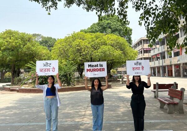 PETA India Supporters Mimic Frozen Meat to Urge People of Chandigarh to Go Vegan During World Meat Free Day
