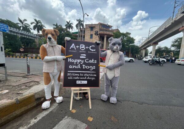 Giant ‘Cat’ and ‘Dog’ Mark Animal Rights Awareness Week with Lesson on ABCs: Animal Birth Control