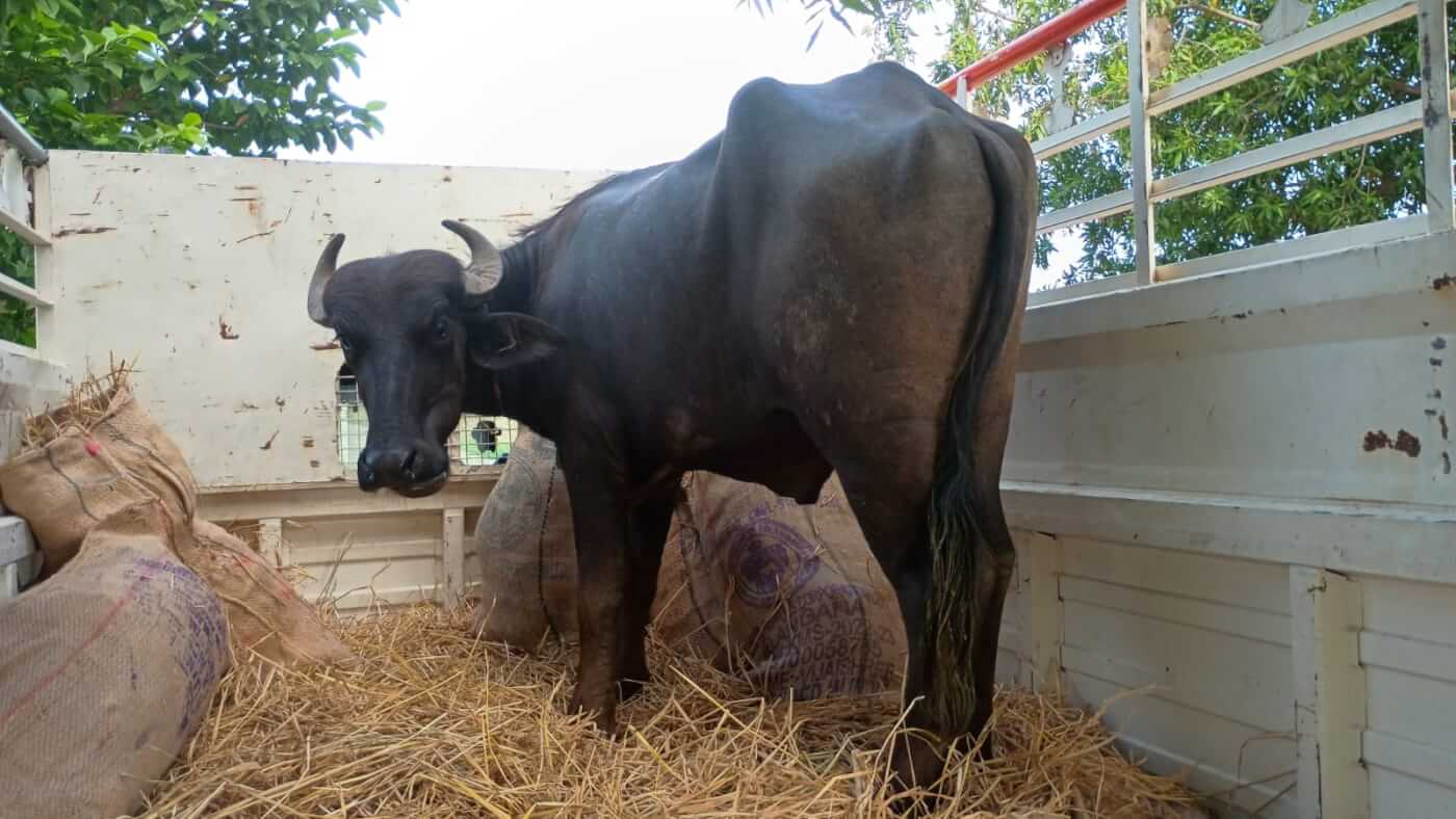 Buffalo Calf Rescued from Illegal Sacrifice in Telangana’s Jogulamba Gadwal
