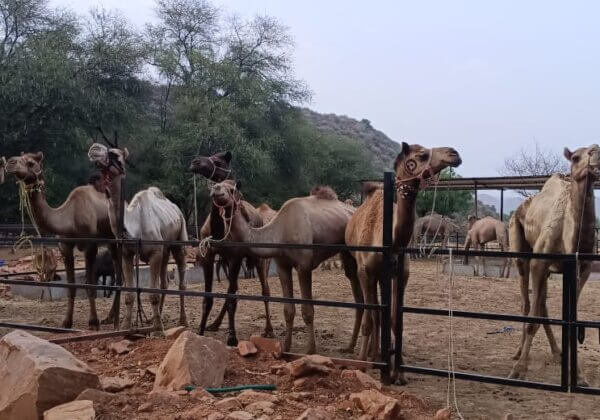 Seven Camels Rescued From Being Illegally Sacrificed Ahead of Eid in Kashmir