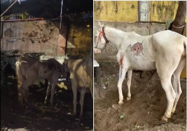 Shivaji Park Police Register FIR and Seize Six Poorly Kept Horses, Following PETA India Complaint