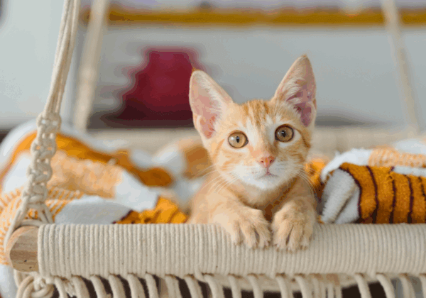 Rescued With Love: Adopt the Kitten Saved by Actor Deepti Bhatnagar