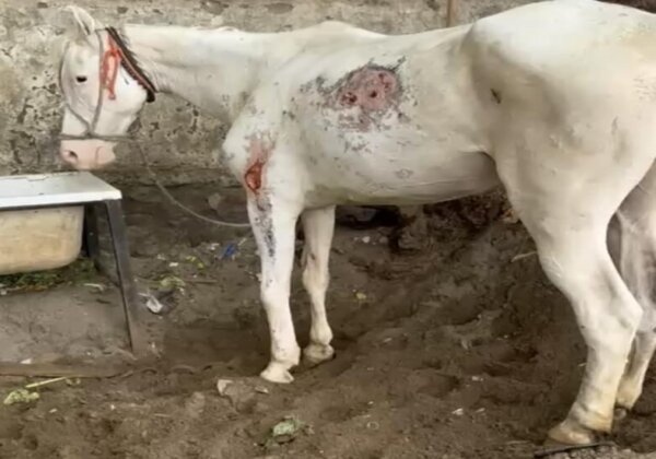 PETA इंडिया को मुंबई पुलिस द्वारा जब्त किए गए 11 पीड़ित घोड़ों का अस्थायी संरक्षण मिला