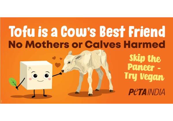 ‘गाय प्रशंसा दिवस’ पर PETA इंडिया की अपील : गायों से प्यार है तो पनीर छोड़ें, तोफू अपनाएं !