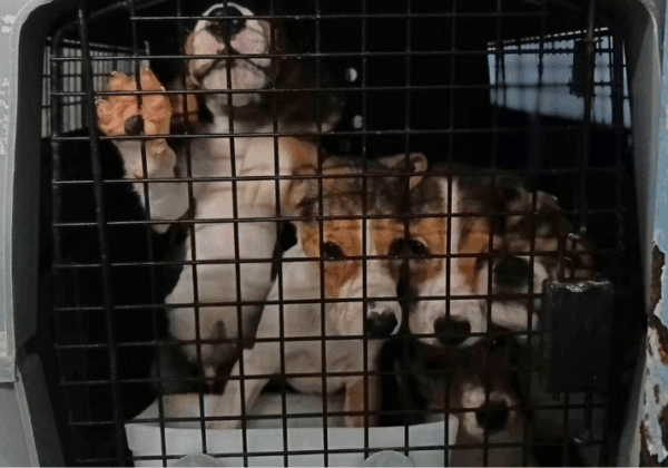 PETA India Files Objection in Delhi High Court to CCSEA Recommendation for Scientist From IISC, a Laboratory Accused of Cruelty to Animals, to Inspect Palamur Biosciences for Cruelty