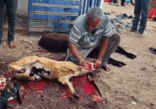 Karimnagar: FIR Registered for Goat Sacrifice Following Intervention by PETA India, Smt Maneka Gandhi and SAFI Hyderabad