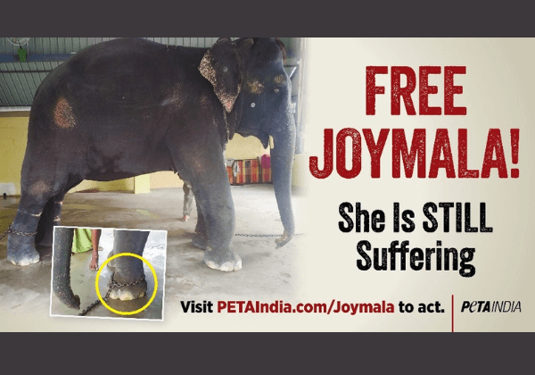 PETA India Erects Billboard Near Janata Bhawan in Guwahati Reminding Assam Chief Minister Abused Elephant Joymala Still Needs Help