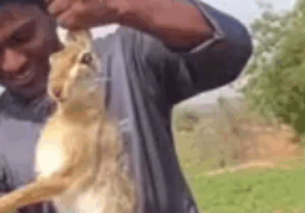Kurnool: Preliminary Offence Report Registered for Killing Wild Life Following PETA India Complaint