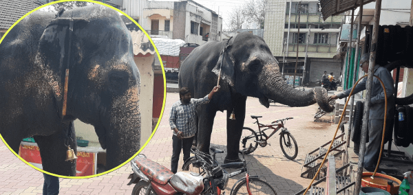 Chance At Life': PETA Backs Elephant Mahadevi’s Rehab As Fadnavis Vows Legal Battle To Bring Her Back To Kolhapur
